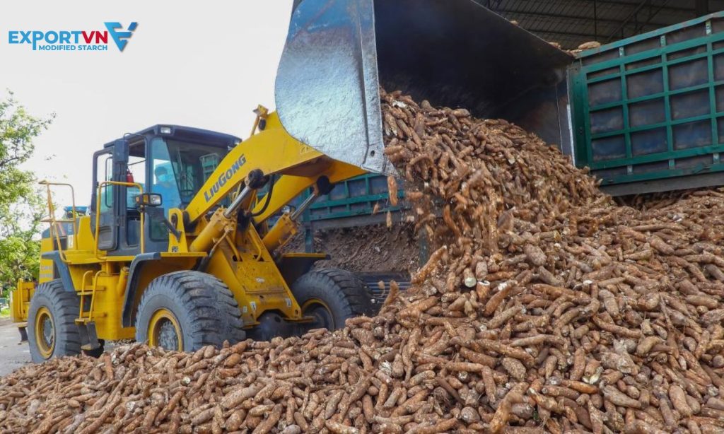 Cassava Root Supply Situation